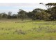 Lots 102 and 104 Eucalyptus Drive, Coulta SA 5607