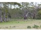 Lots 102 and 104 Eucalyptus Drive, Coulta SA 5607