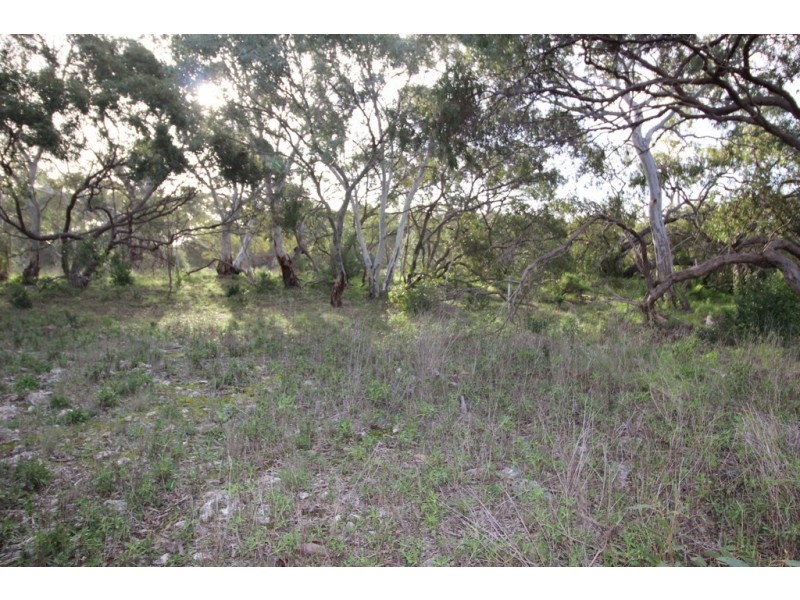 Lots 102 and 104 Eucalyptus Drive, Coulta SA 5607