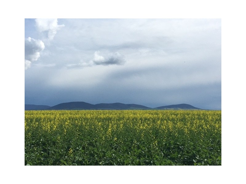 Section 31 Hundred of Mortlock, Cummins SA 5631