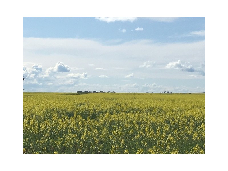 Section 31 Hundred of Mortlock, Cummins SA 5631