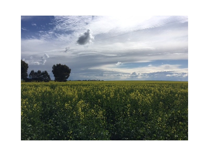 Section 31 Hundred of Mortlock, Cummins SA 5631