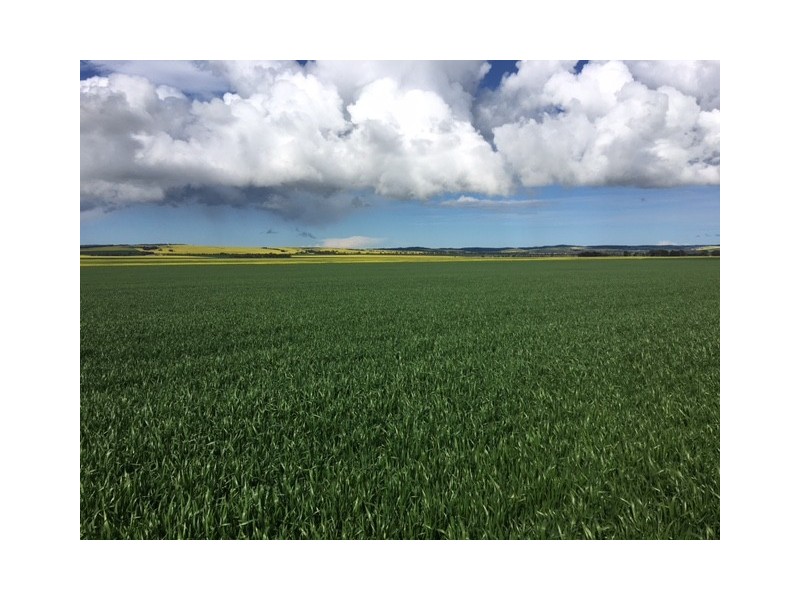 Section 31 Hundred of Mortlock, Cummins SA 5631