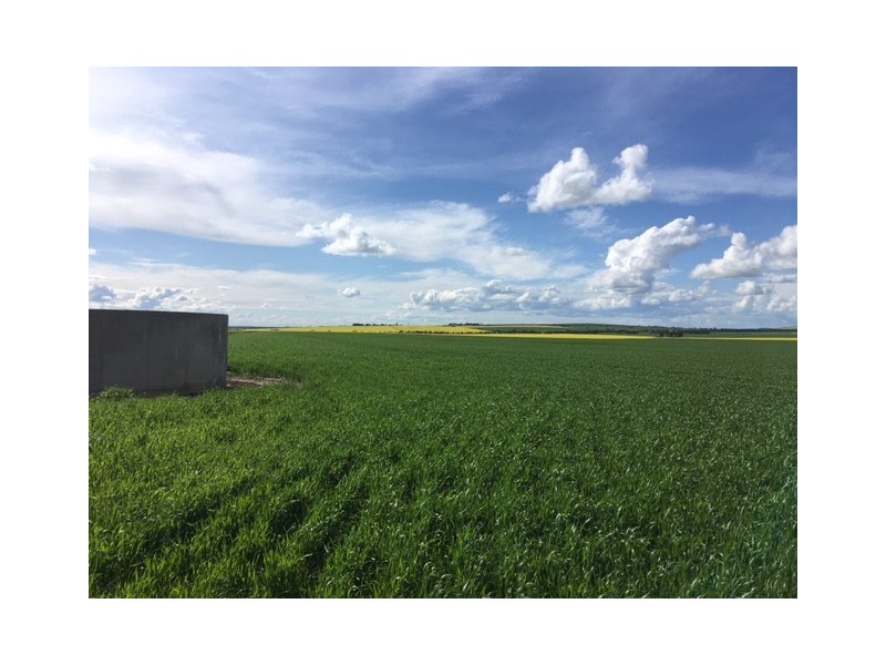 Section 31 Hundred of Mortlock, Cummins SA 5631