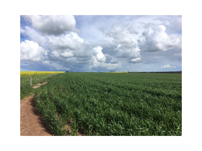 Section 31 Hundred of Mortlock, Cummins SA 5631