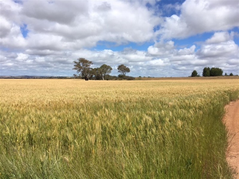 Section 29 Hundred of Mortlock, Edillilie SA 5630