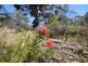 Lot 139 Redgum Road, Coulta SA 5607