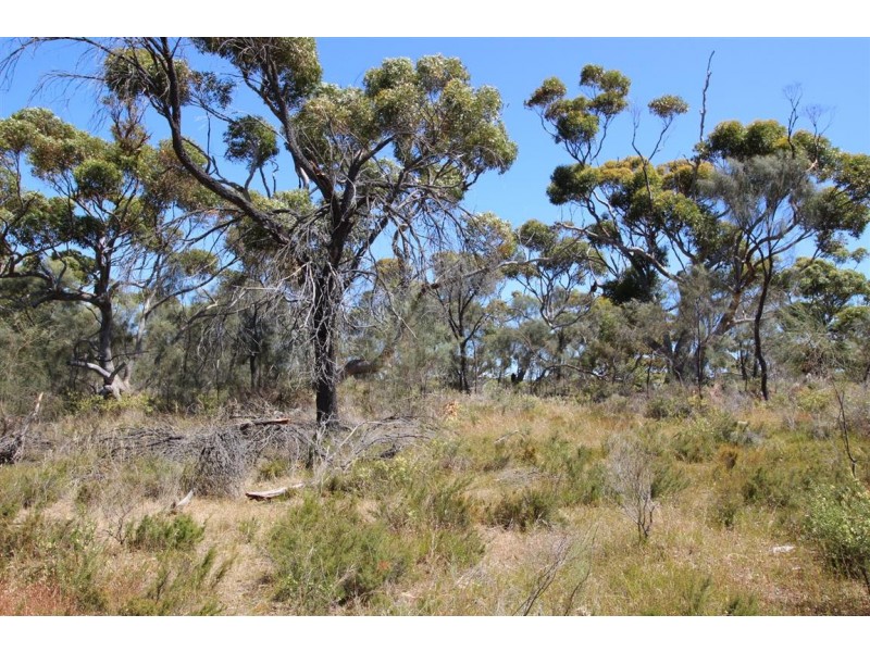 Lot 139 Redgum Road, Coulta SA 5607