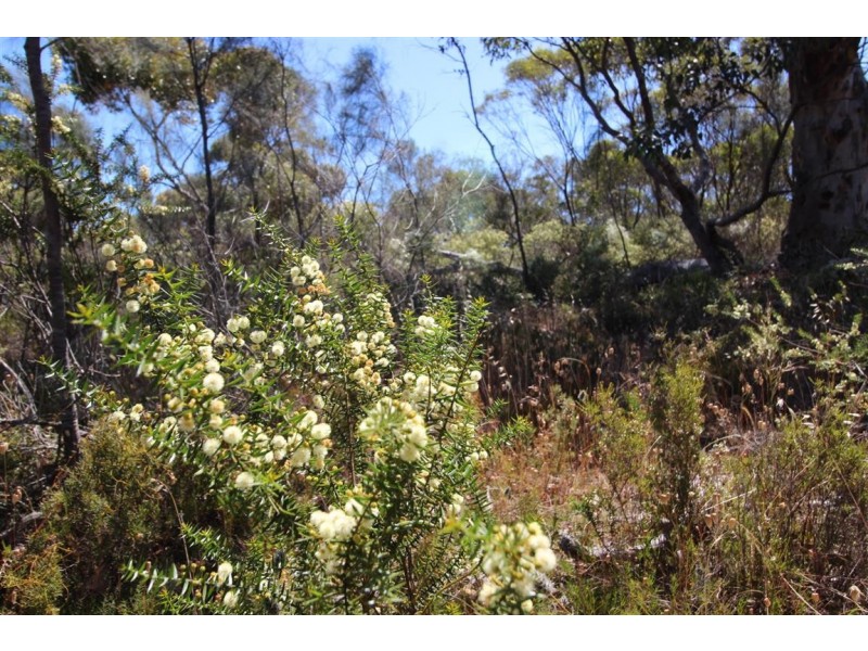 Lot 139 Redgum Road, Coulta SA 5607