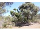 Lot 139 Redgum Road, Coulta SA 5607