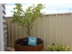 29 Baltimore Street, Port Lincoln SA 5606