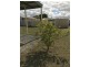 18 Mortlock Street, Cummins SA 5631