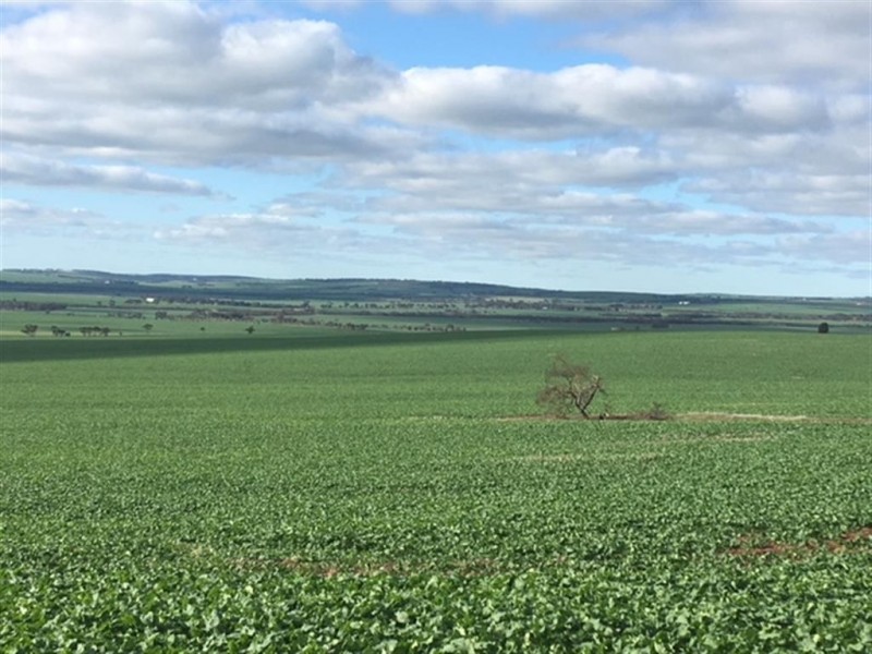 . Sections 14B, 14A and 14A1 Hundred of Stokes, Cockaleechie SA 5631