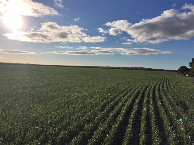 . Sections 14B, 14A and 14A1 Hundred of Stokes, Cockaleechie SA 5631