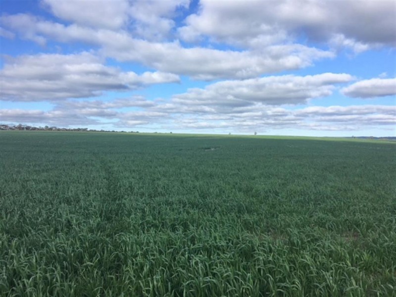 . Sections 14B, 14A and 14A1 Hundred of Stokes, Cockaleechie SA 5631