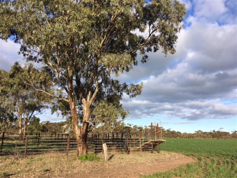 . Sections 14B, 14A and 14A1 Hundred of Stokes, Cockaleechie SA 5631