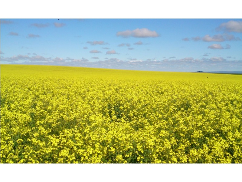 2181 Arno Bay Road, Cleve SA 5640