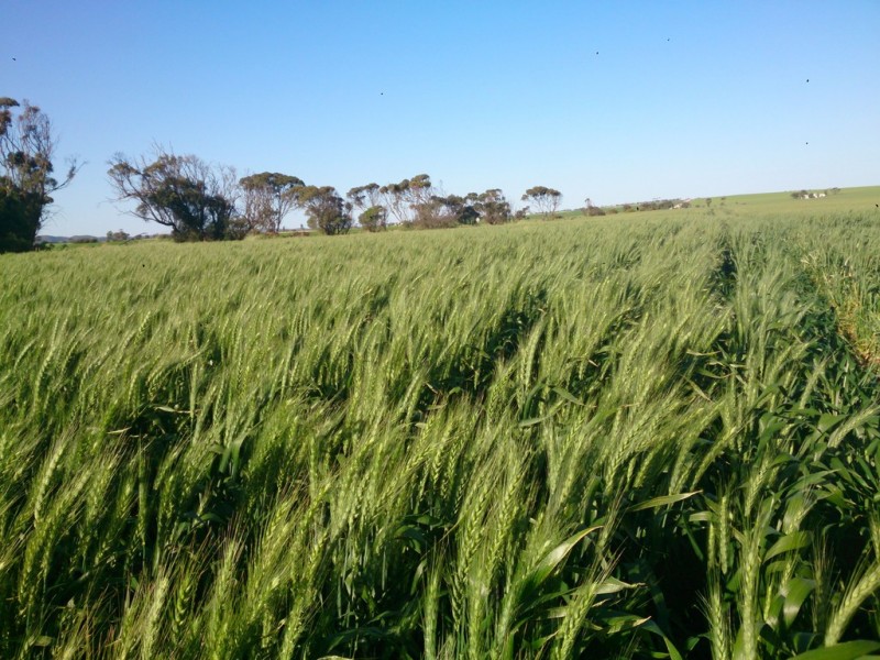 2181 Arno Bay Road, Cleve SA 5640