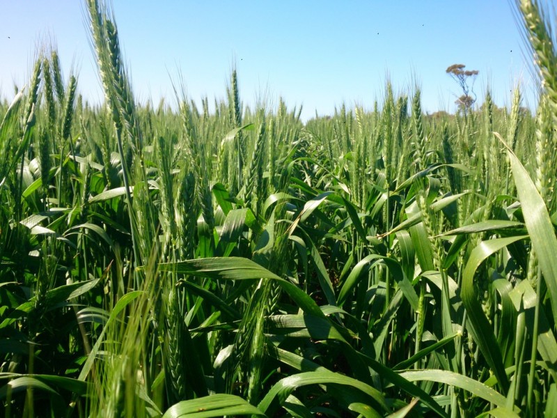 2181 Arno Bay Road, Cleve SA 5640