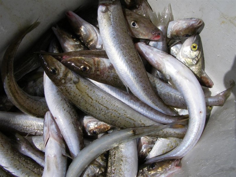 40 HOLLY RISE, Coffin Bay SA 5607