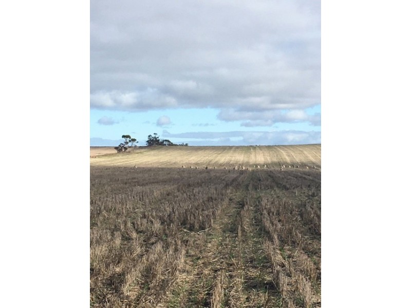 642 Lally Road, Lock SA 5633