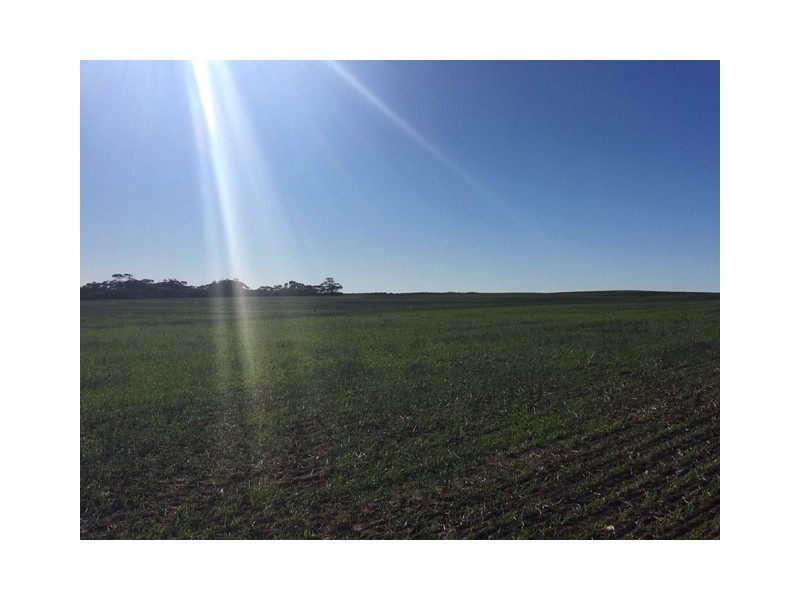 1099 Zerk Road “Malolo”, Lock SA 5633