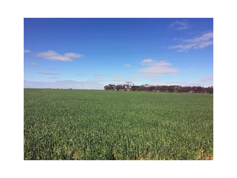 643 Pascoe Road, Lock SA 5633