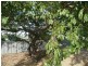 17 Ocean Avenue, Port Lincoln SA 5606