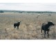 Lot 2 Tod Highway Pearlah via, Port Lincoln SA 5606