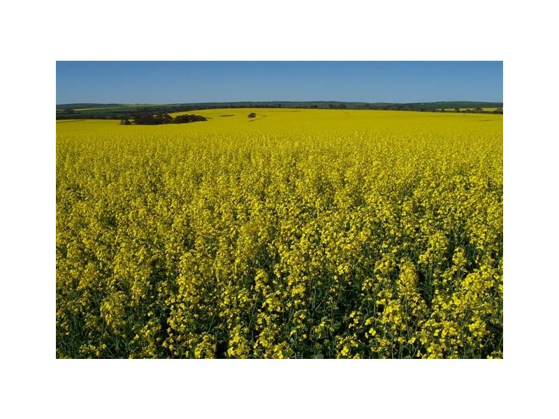 Lot 2 Hundred of Brooker, COCKALEECHIE via, Cummins SA 5631