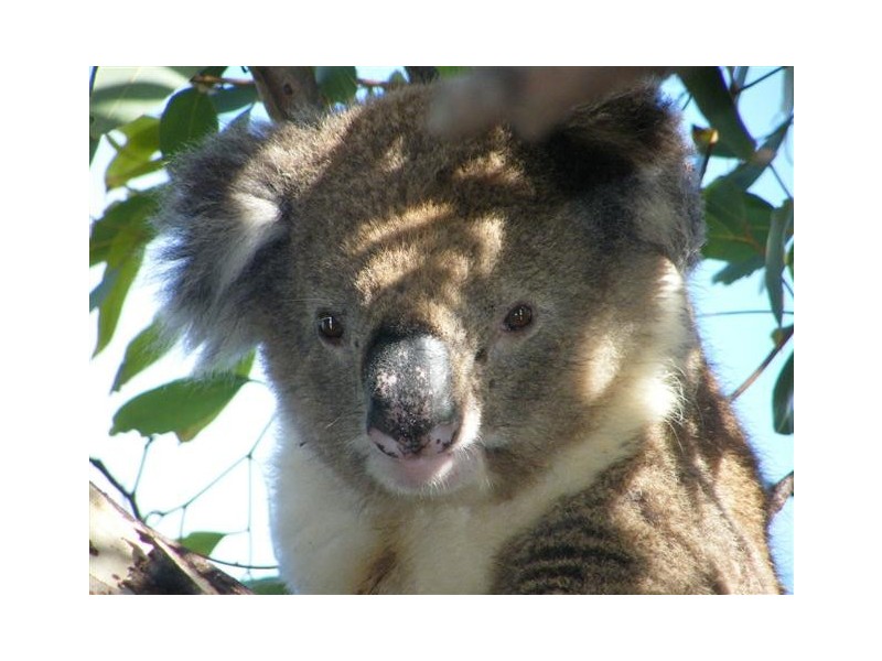 Lot 91 Sleaford Bay Road, Sleaford via, Port Lincoln SA 5606