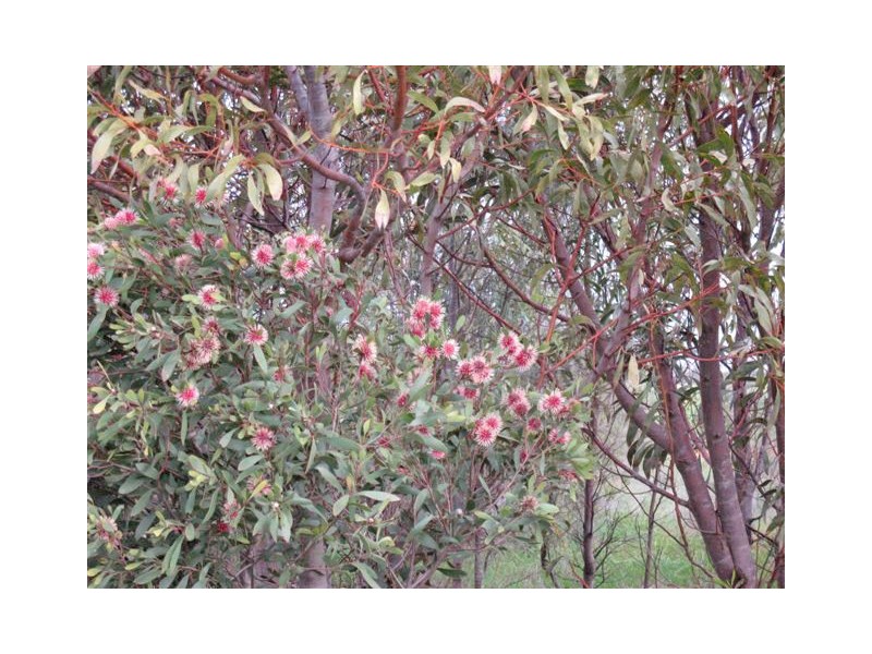Lot 12 Stirlings Road, Tumby Bay SA 5605