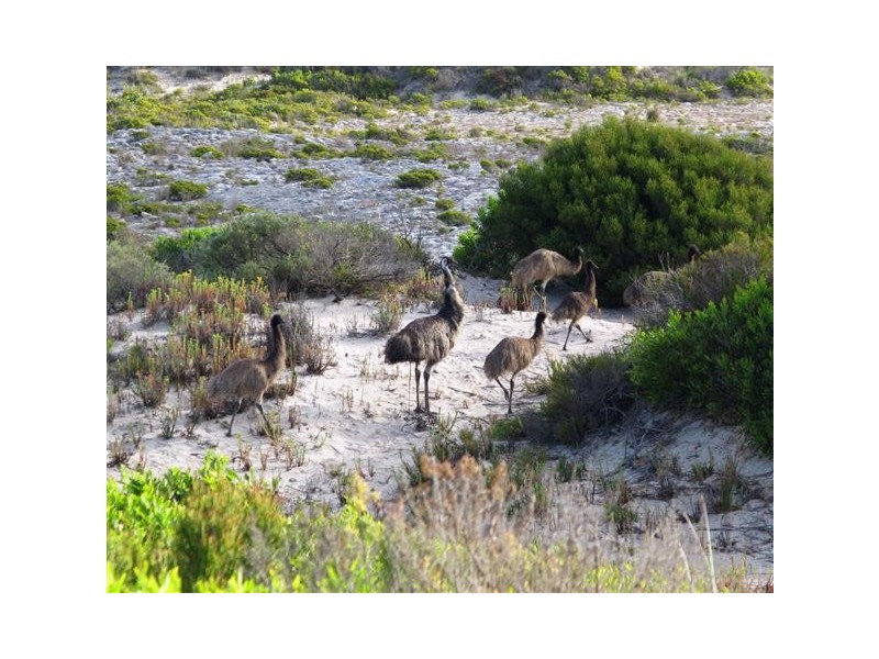 Lot 91 Sleaford Bay Road, Sleaford via, Port Lincoln SA 5606