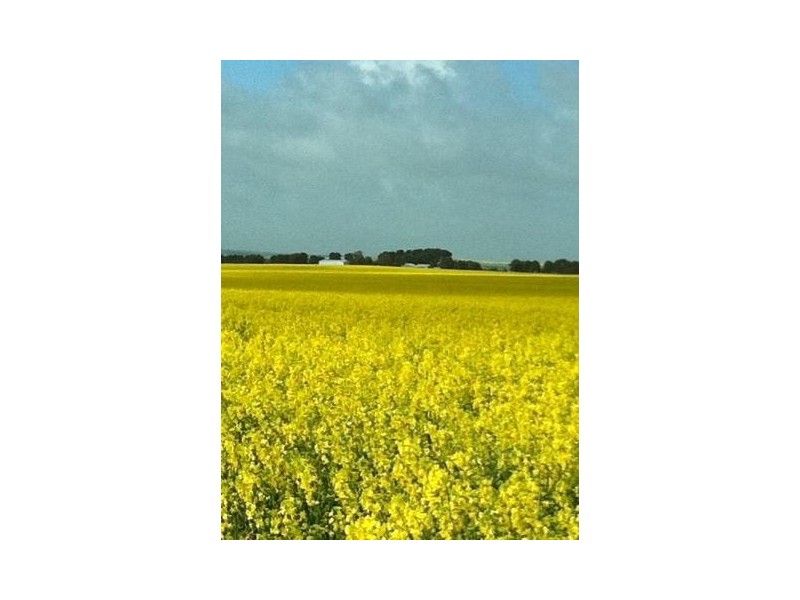 Sec 30 Hd Shannon “Kylinco”, Karkoo SA 5607