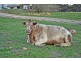 Lot 13 Panoramic Drive, Port Lincoln SA 5606