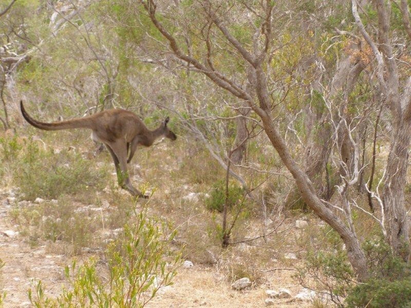 11 Grimm Road, Coffin Bay SA 5607