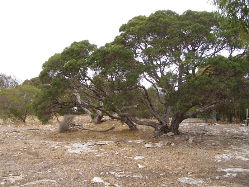 11 Grimm Road, Coffin Bay SA 5607