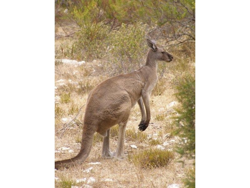 11 Grimm Road, Coffin Bay SA 5607