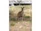 18 Holly Rise, Coffin Bay SA 5607