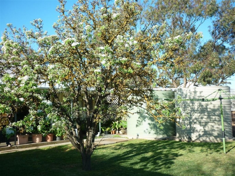 5 Meikle Street, Cummins SA 5631