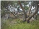 Lot 114 Redgum Road, Coulta SA 5607