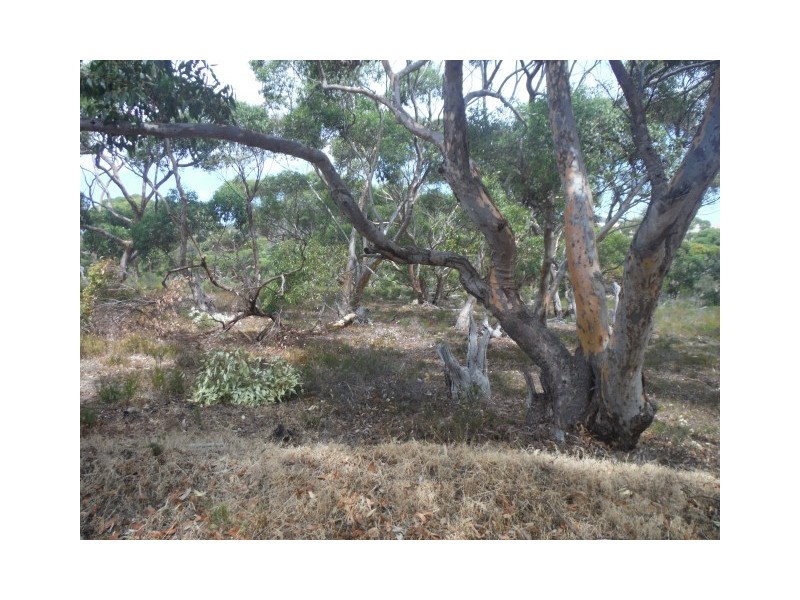 Lot 114 Redgum Road, Coulta SA 5607
