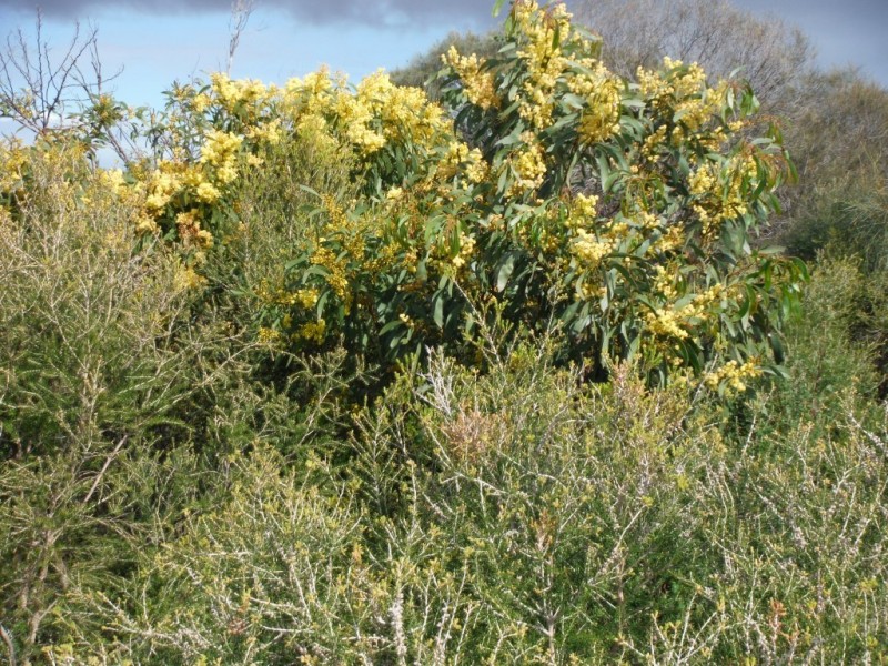 19 Endeavour Court, Coffin Bay SA 5607