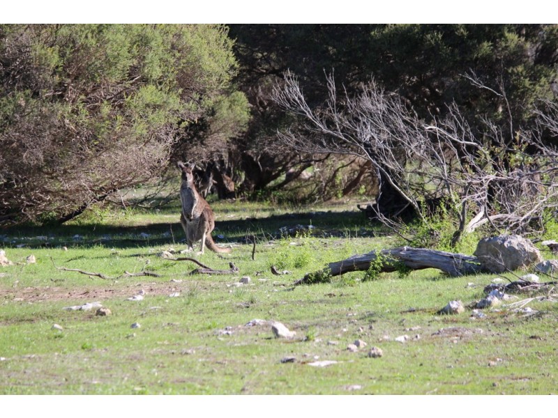 12 Grimm Road, Coffin Bay SA 5607