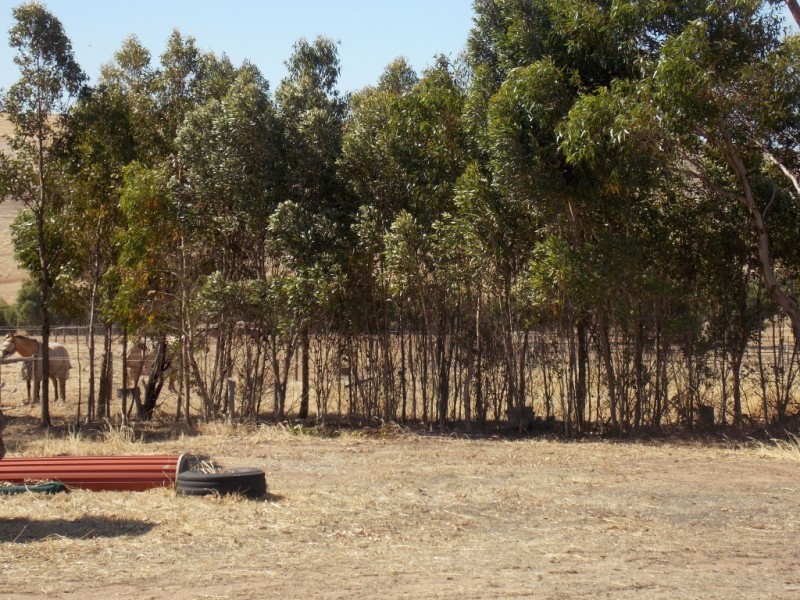 745 White Flat Road, Whites Flat SA 5607