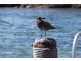 Lot 875 Woolshed Drive, Mount Dutton Bay SA 5607