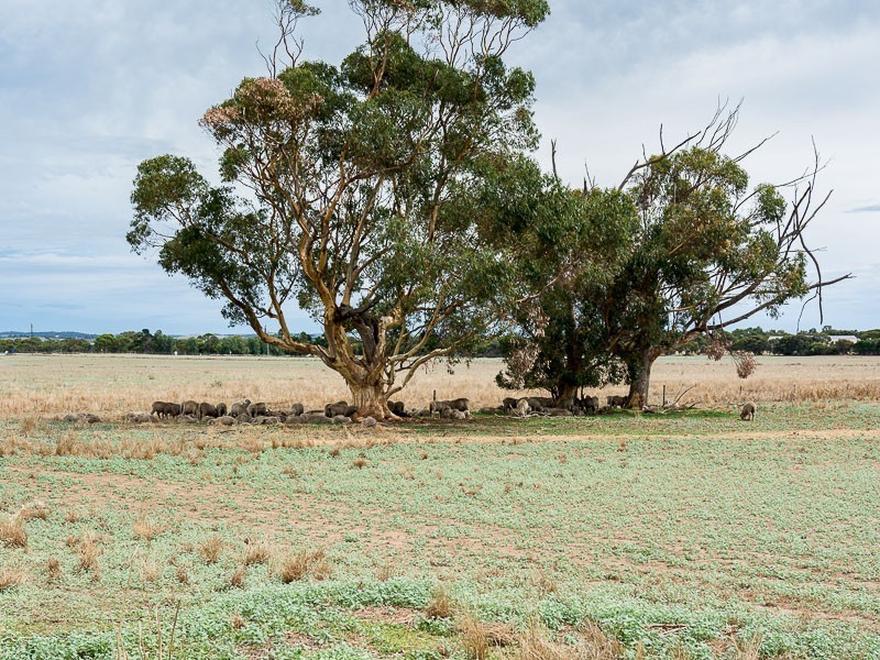 Lot 17 Nine Mile Road, Strathalbyn SA 5255