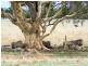 Lot 18 Nine Mile Road, Strathalbyn SA 5255