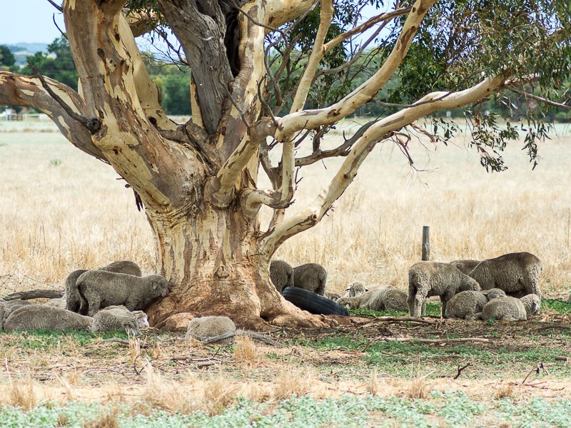Lot 18 Nine Mile Road, Strathalbyn SA 5255