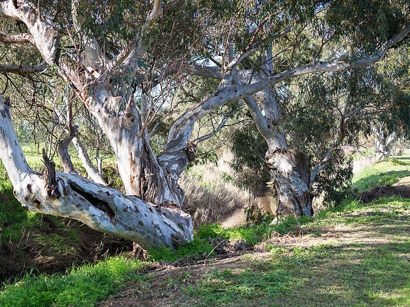 539 Meechi Road, Langhorne Creek SA 5255